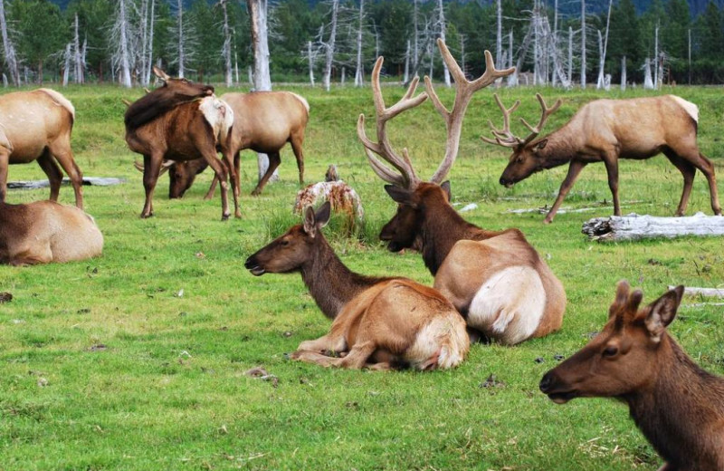 Wildlife at Packwood Lodge.