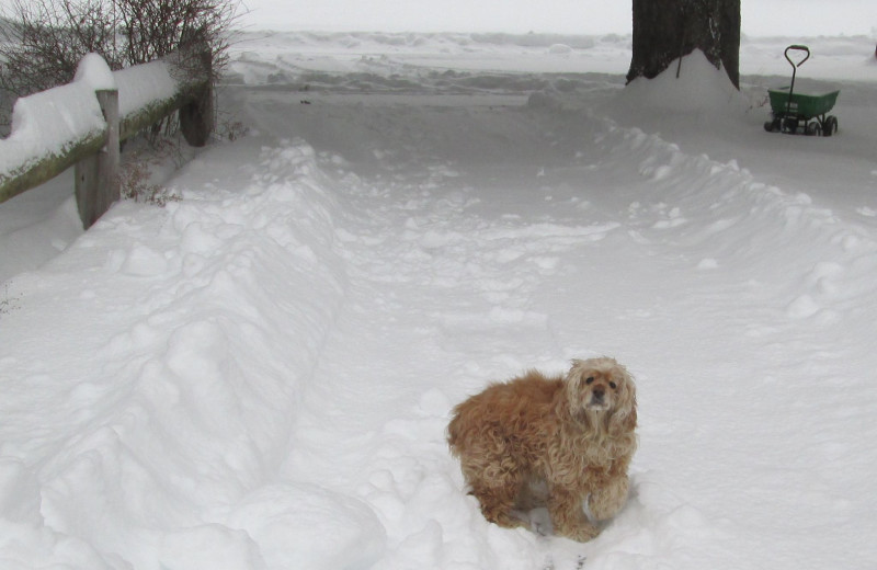 Pets welcome at Cold Spring Lodge.