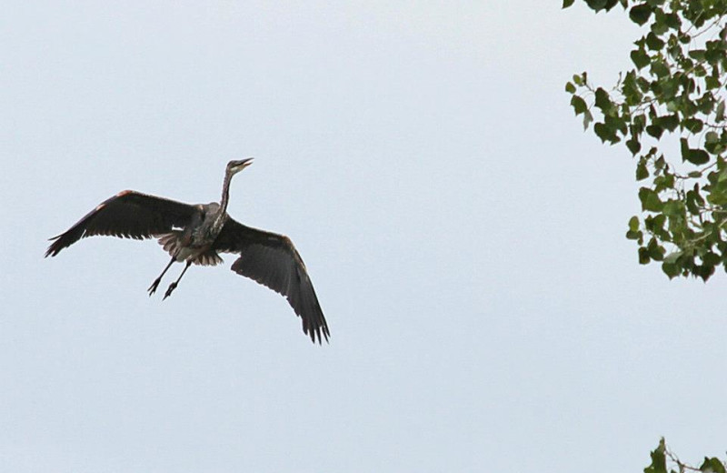 Wildlife at Lazy Oaks Resort.