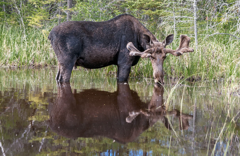 Moose at Killarney Lodge in Algonquin Park.