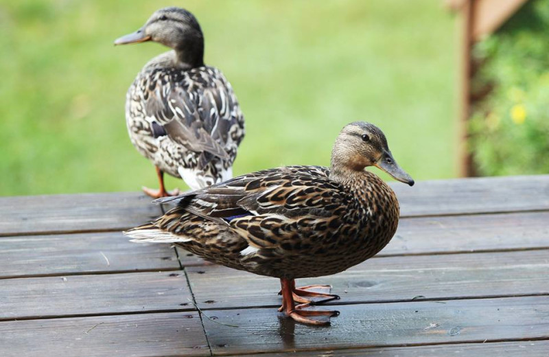Wildlife at Water's Edge Inn & Conference Center.