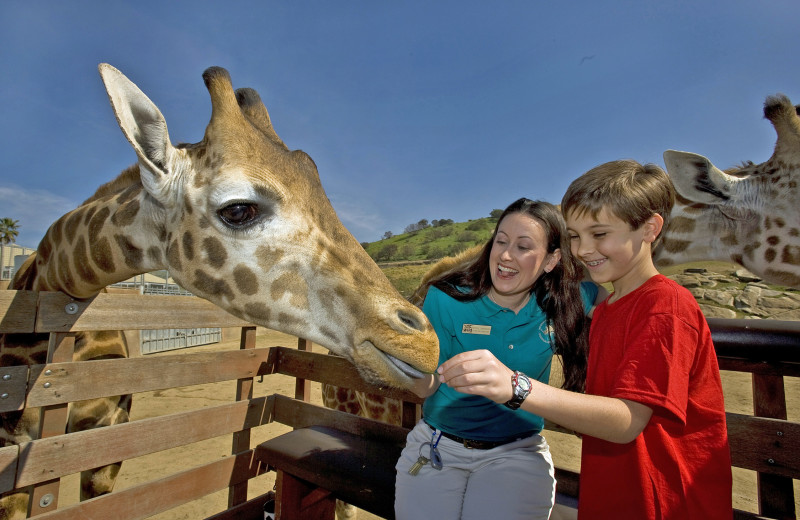Family feeding giraffe at Town and Country Resort & Convention Center.