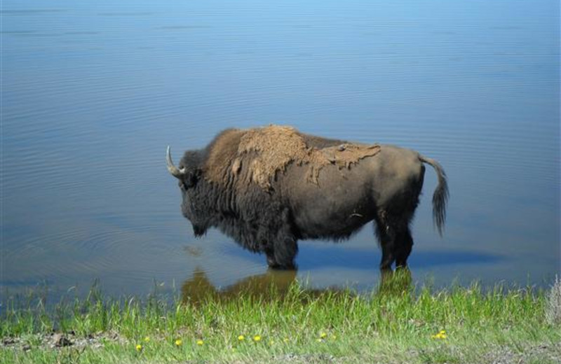 Buffalo near Bill Cody Ranch