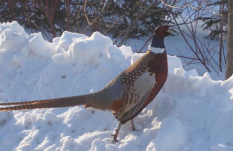 Pheasant at Pink Blossoms Resort.