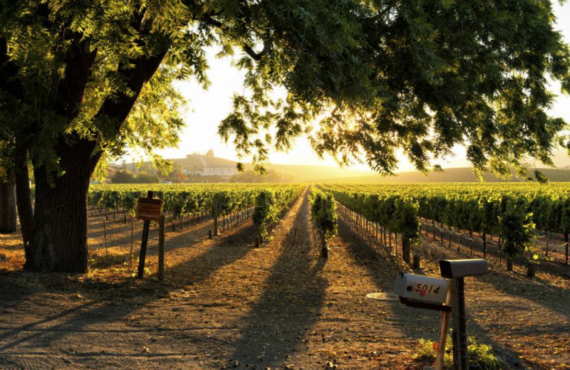 Vineyard near EuroSpa & Inn.