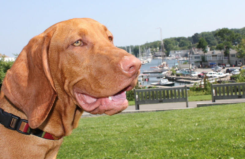 Pets welcome at Grand Harbor Inn.