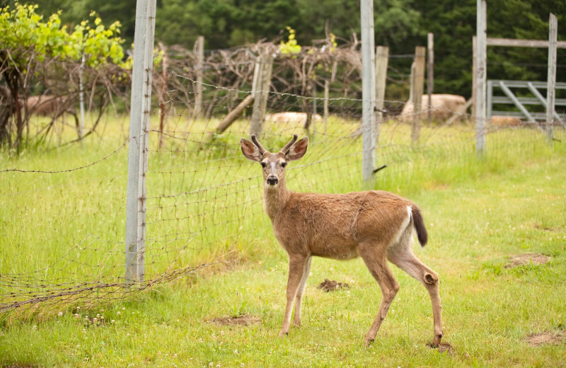 Deer at Half Moon Bar Lodge.