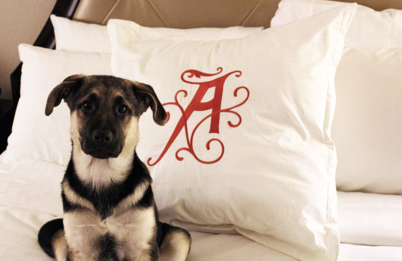 Pets welcome at The Algonquin Resort St. Andrews by-the-Sea, Autograph Collection.