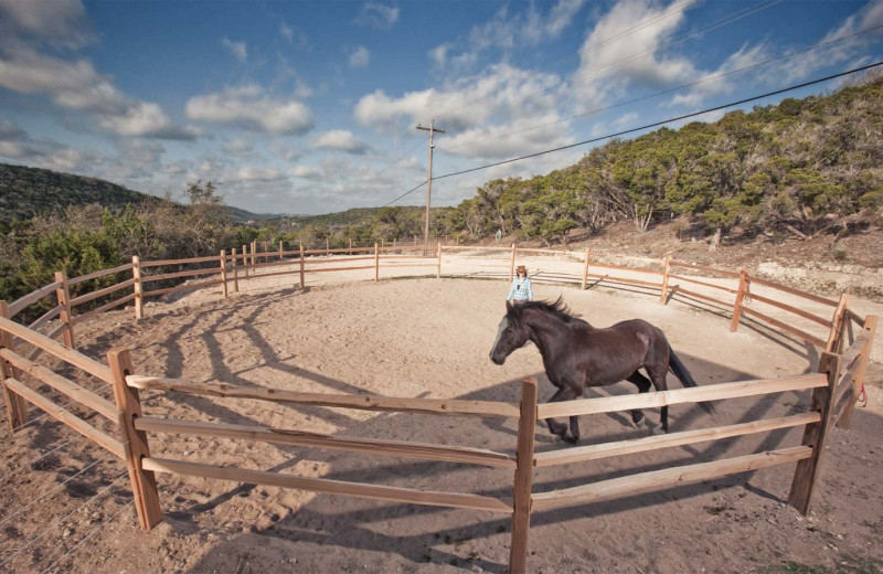 Horses at Travaasa Austin.