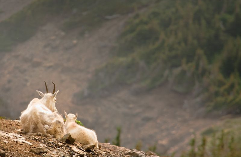 Mountain goats at Glacier National Park near North Forty Resort.