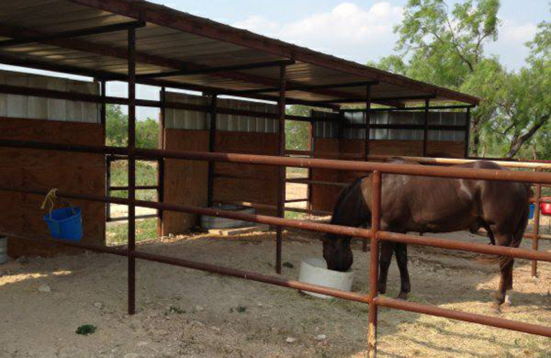 Horses at Spanish Dagger Ranch.