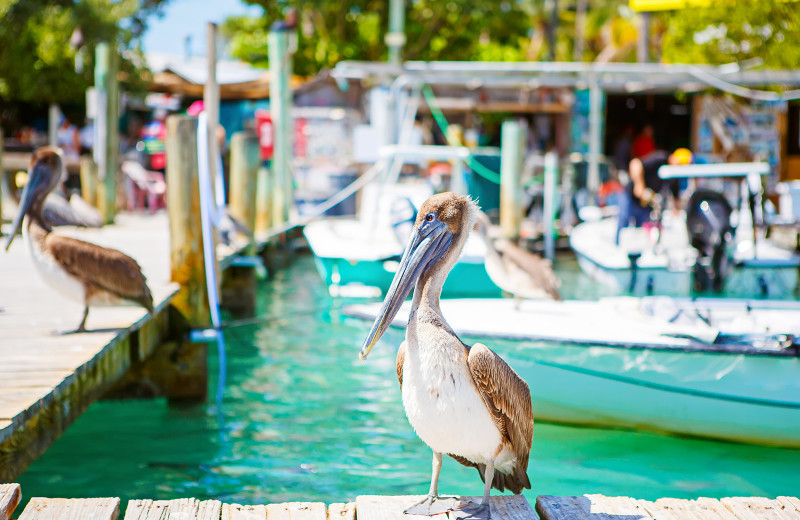 Pelican near The Inn on Fleming.