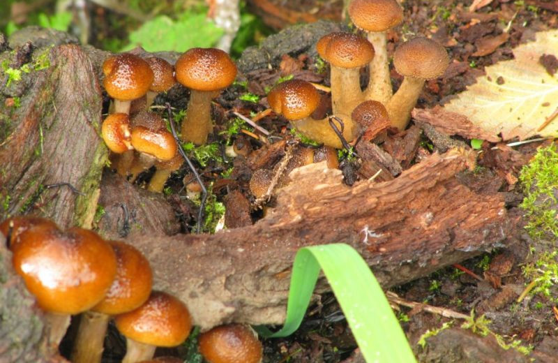 Mushrooms at Rain Forest Resort.