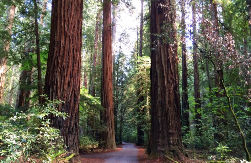 Redwood forest near Applewood Inn, Restaurant and Spa.