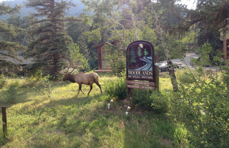 Elk at Woodlands On Fall River.