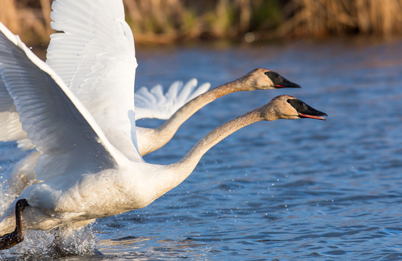 Swans at Ninepipes Lodge.