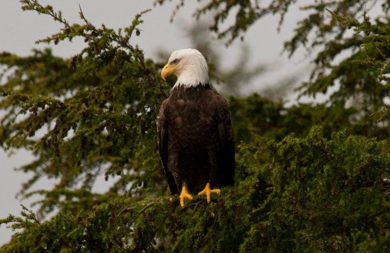 Eagle at Elfin Cove Resort.