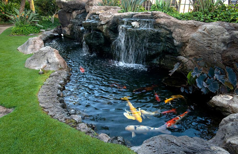 Koi pond at Sugar Beach Resort.