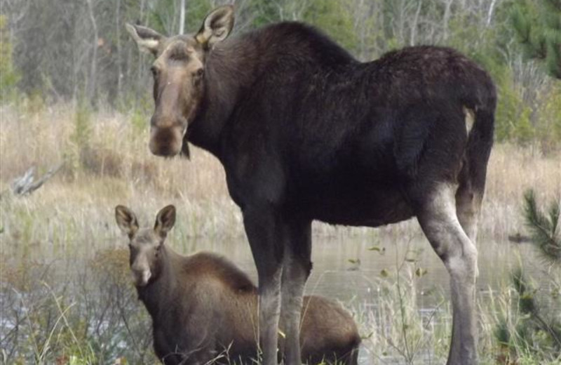 Wildlife at Moosepoint Cottages