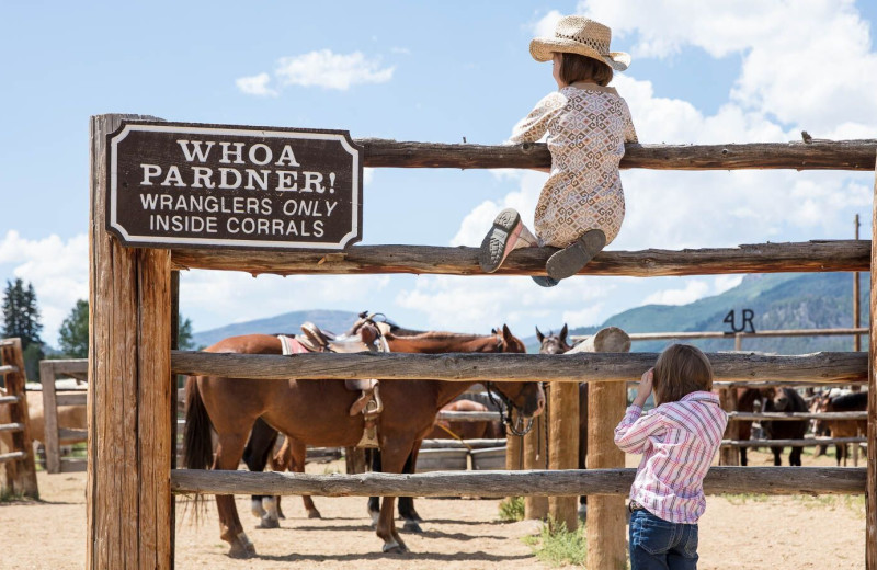Horses at 4UR Ranch.