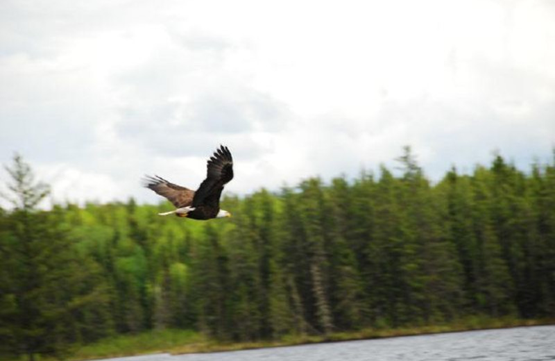 Eagle sighting at Uchi Lake Lodge.