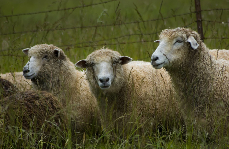 Farm animals at Turtleback Farm Inn.