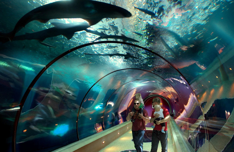 Aquarium near Ocean Terrace Condominium.
