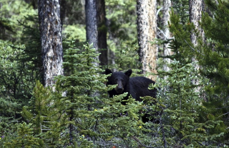 Bear at Wilderness Air.