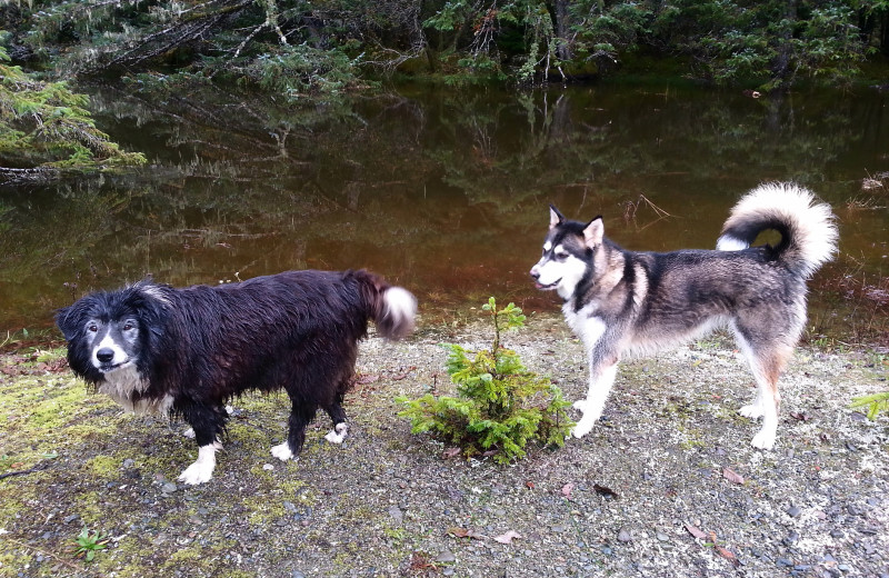 Pets welcome at Mt H'Kusam View Lodge.