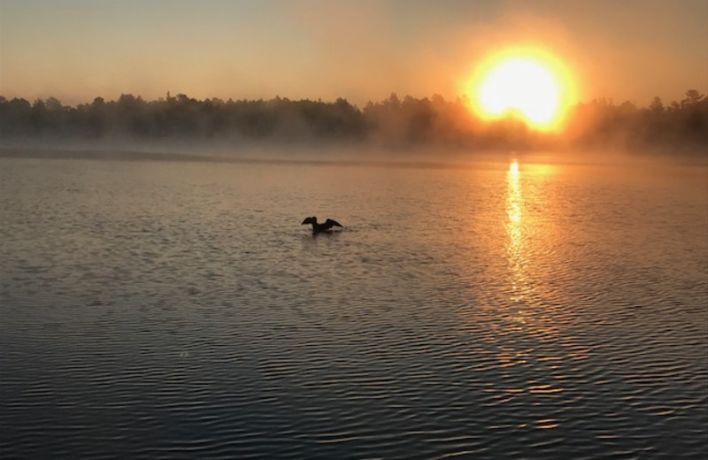 Loon Sunrise - Little Mantrap Lake - Little Norway Resort