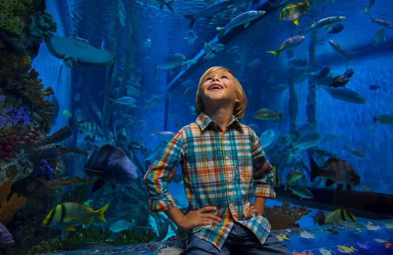 Aquarium at TradeWinds Island Grand.