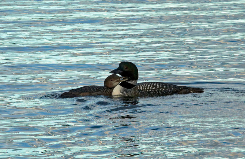 Loons on lake at Fernleigh Lodge.