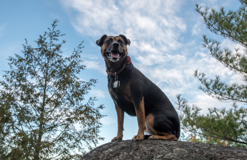 Pets welcome at White Pine Camp.