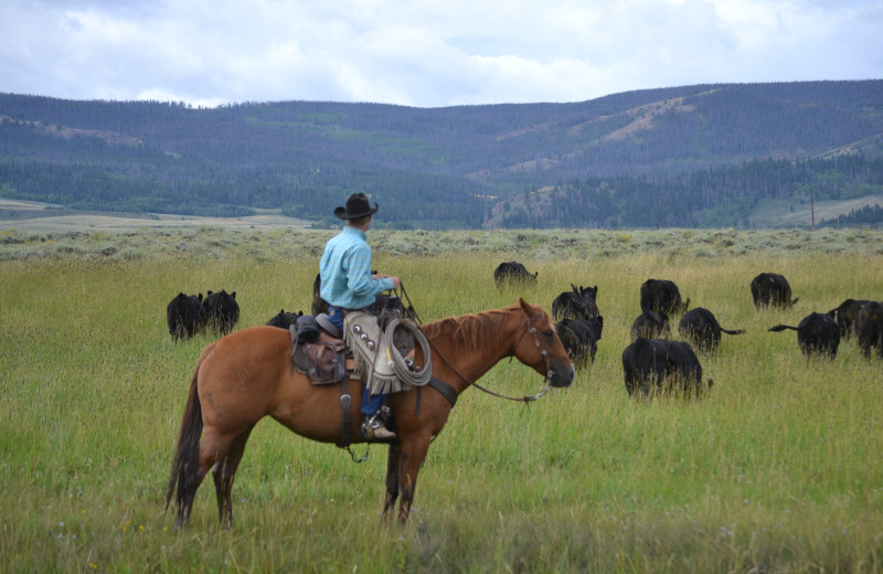 Cattle at Vee Bar Guest Ranch.