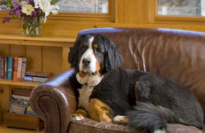 Pets welcome at O-Bar-O Cabins.