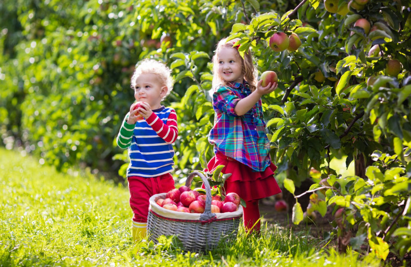 Apple orchard at Rocking Horse Ranch Resort.