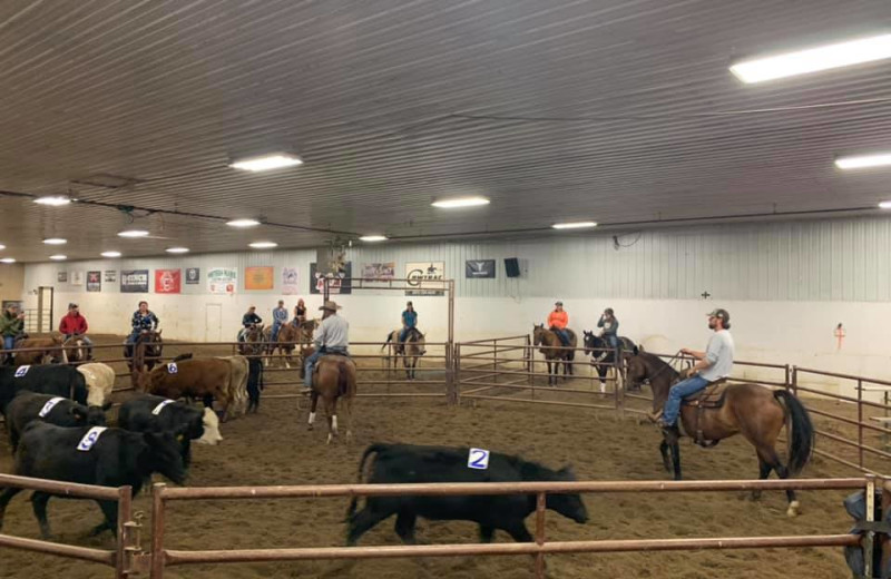 Cattle round up at Strait Rail Ranch.