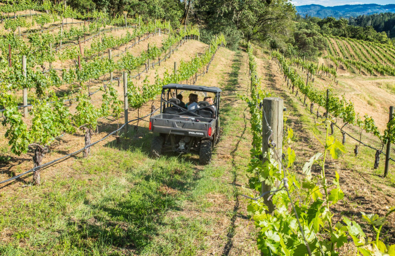 Vineyard near Mount View Hotel & Spa.