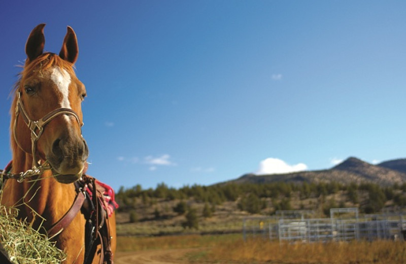 Horseback Riding at Brasada Ranch