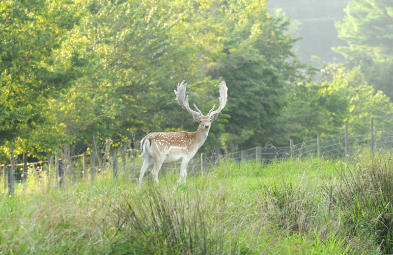 Fallow Deer hunting at Caryonah Hunting Lodge.