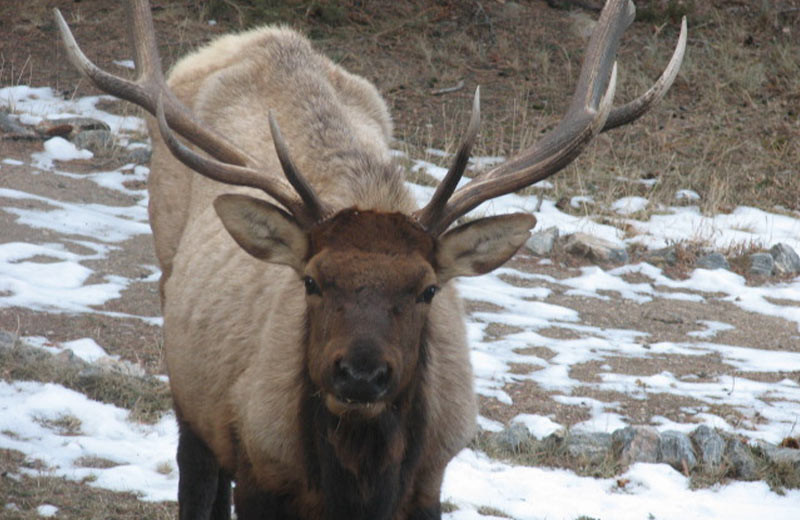 Elk at The Evergreens On Fall River.