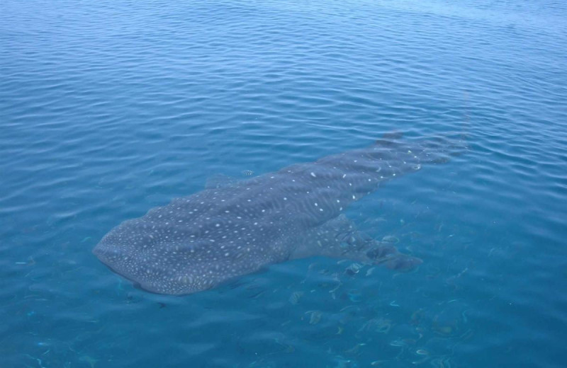 Whale shark at A Beach Retreat.