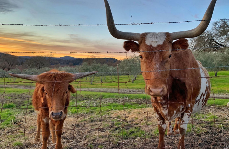 Cows at Beltane Ranch.