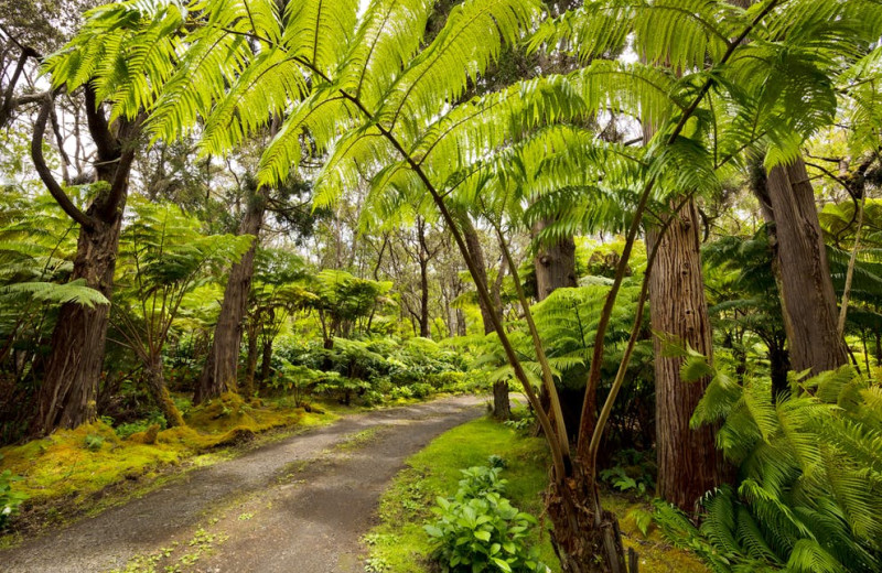 Driveway at Hale 'Ohu Bed & Breakfast.