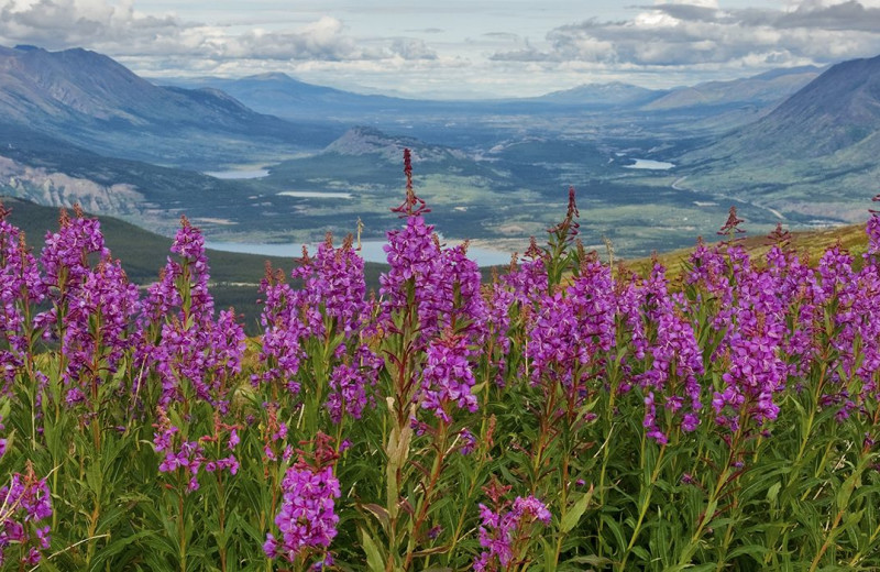 Flowers and mountains at Bear Lodge at Wedgewood Resort.