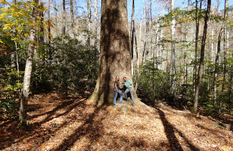 Forest at Cataloochee Ranch.