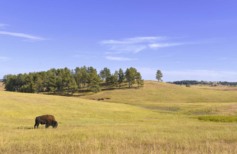 Scenic view at Hardscabble Ranch.