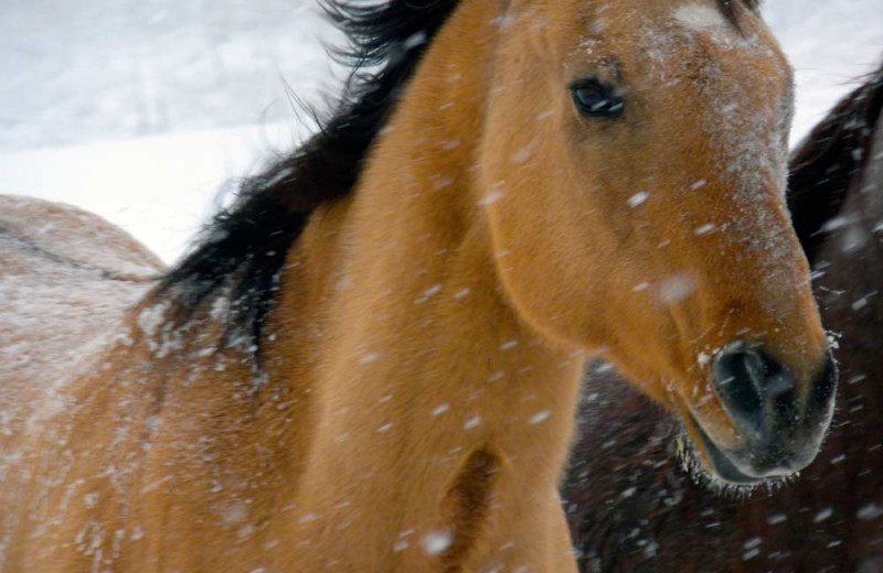Horses in the snow at Vista Verde Ranch.