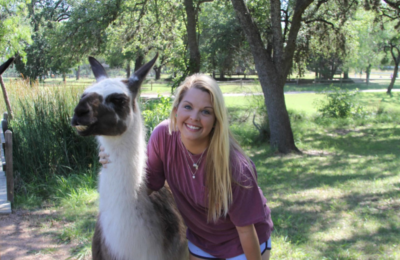 Llamas at Camp Balcones Spring.