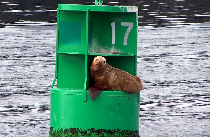 Seal at portsman's Cove Lodge.